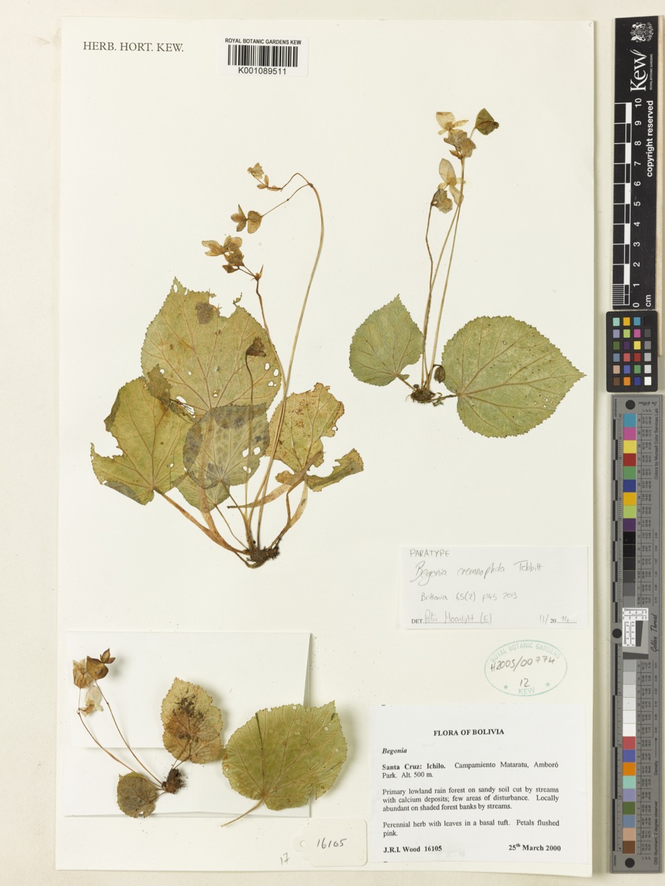 B. cremnophila